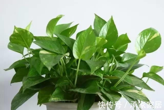 花友|简单易养的6种绿植,新手也不用担心会养死