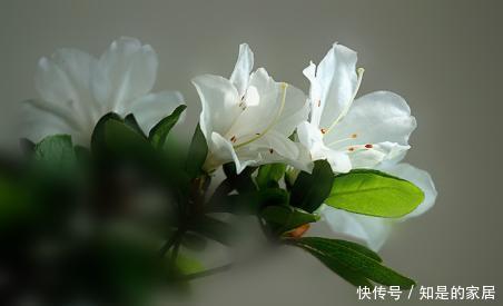 导致的落叶|杜鹃出现非正常落叶怎么办