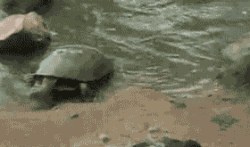 |搞笑GIF:第一次见女网友,之前她一直说是个胖子,今天一看,果然是