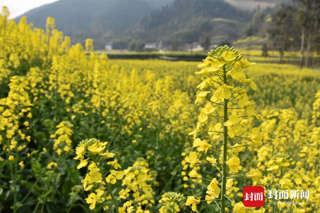 组图｜春田赏花，千年荣州等你！