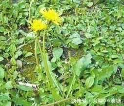 乳痈|一杯蒲公英茶，功效多到想不到，可惜知道的人却不多，可惜了！