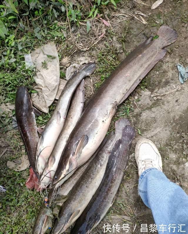 鱼王？东莞石马河“巨型胡子鲶”被钓起，钓友：再大，也不敢吃