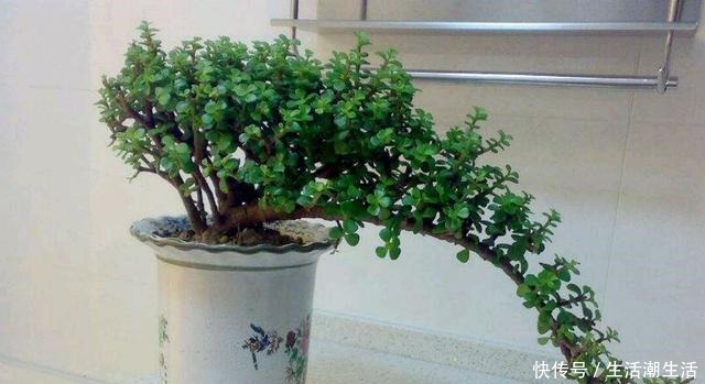 多肉老桩常见的5种形态,学会区分,养多肉的道路能进阶一大步!