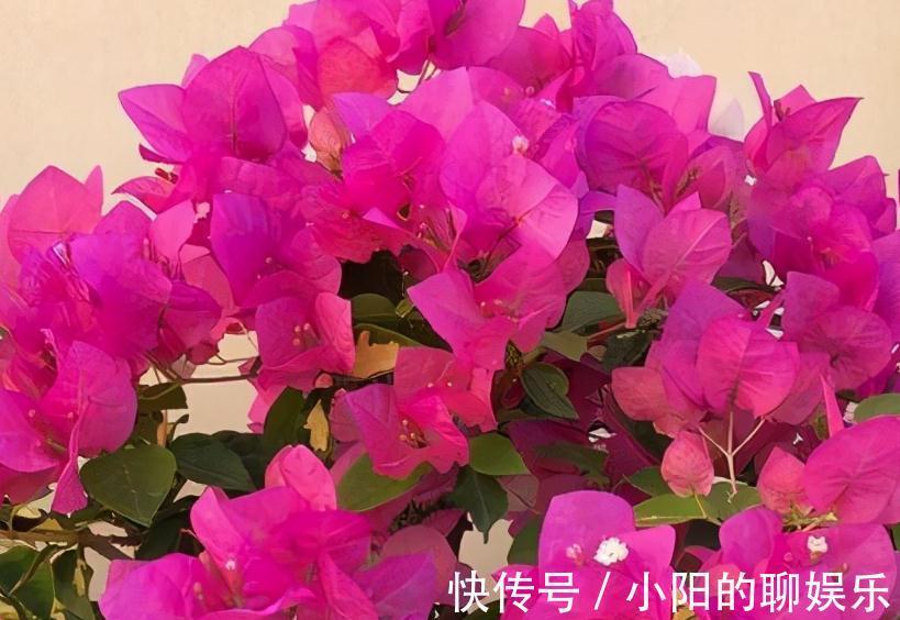 4种花很独特,容易打造老桩盆景,被当成传家宝,喜欢吗