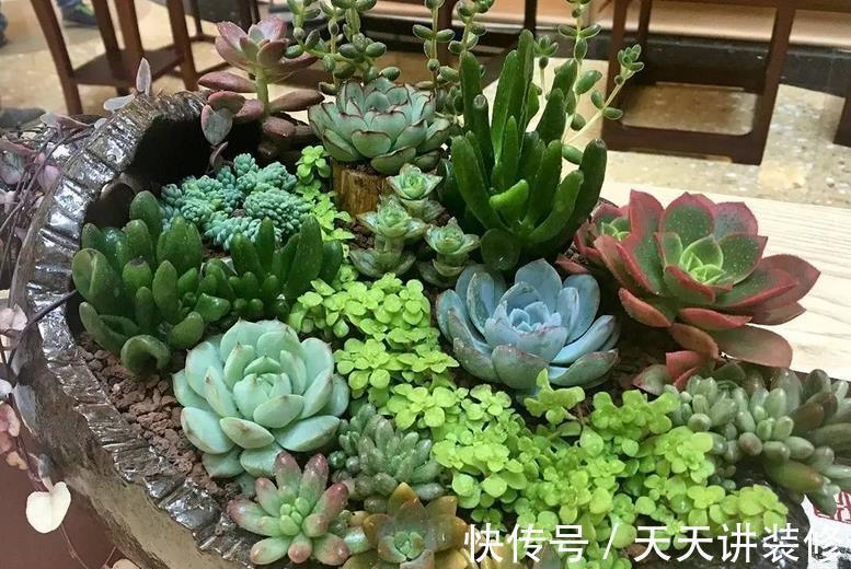浇灌|立秋后,不要马上给多肉多浇水,多注意这几点,不空盆