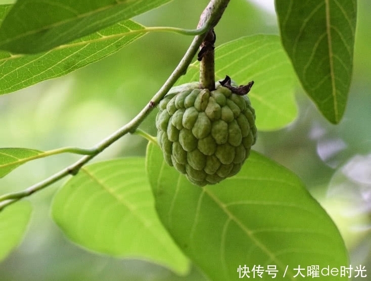 款水果|介绍2款造型“奇特”的水果,其中有一款现在已经很少见了!