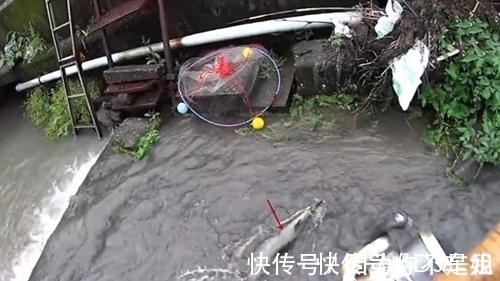 河边角落杂草处有大鱼,不想下去抓,鱼饵一扔就钓获大鱼,真幸运