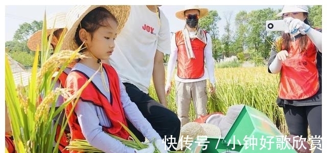 音乐季|带着孩子来割稻啦！还有稻田音乐季、美食市集和露营活动