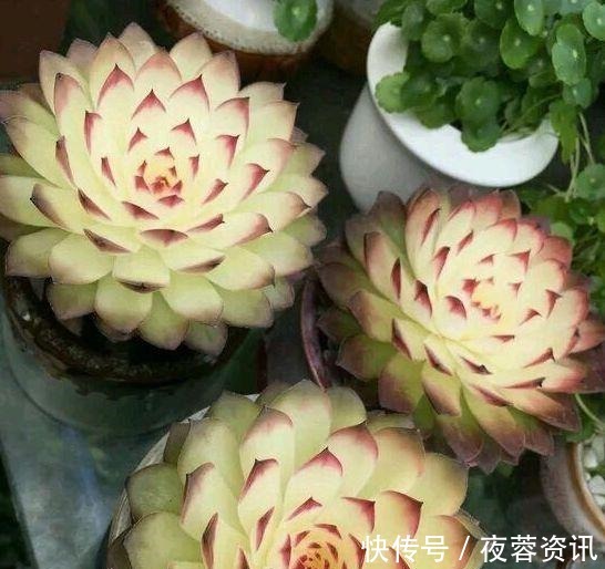 黄叶|花店买花老养死,因为老板太黑心老板不是我黑心,是你不会养