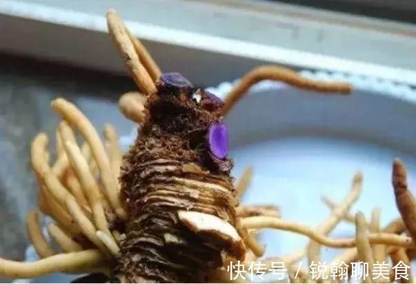 1粒小药片,碾碎丢水里,花像吃了兴奋剂疯长