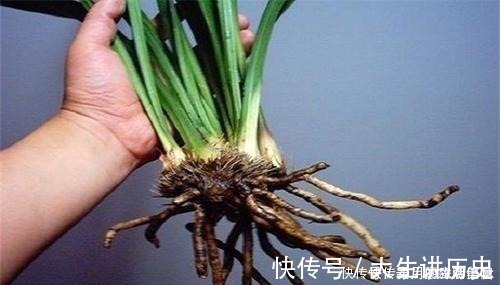 花盆|室内养花，有6个“禁忌”，犯1个也活不久，看你中了几个！