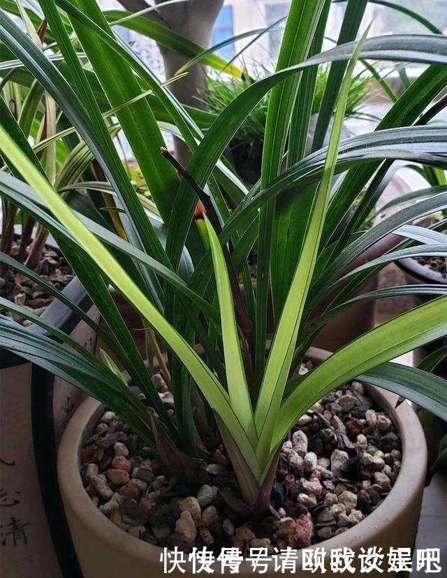 兰花|兰花焦尖,有3原因!这样养护,兰花叶片绿油油,呼呼长得旺!
