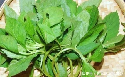 苦菜|藥食同源,民間苦菜,被古本草列為極品,遍布農村鄉下卻少有人知