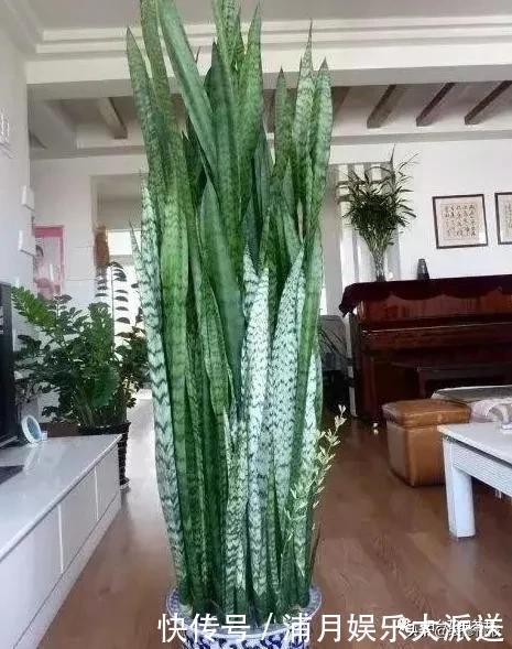 房子再小,也要养这3种花,好养又便宜,还能吸“有害气体”