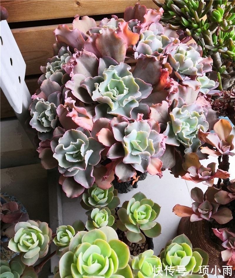 天下养肉人都一样贪