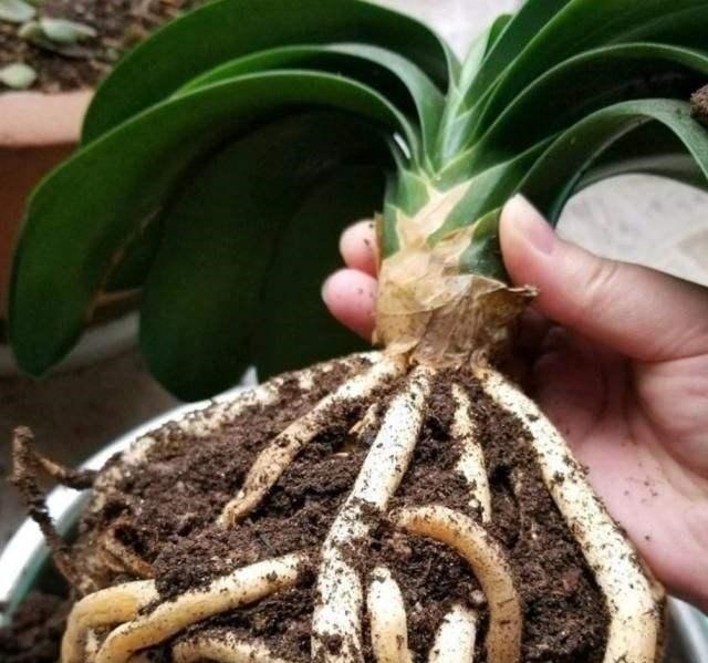 君子兰|养君子兰,“深盆”好,还是“浅盆”好选错了,不长叶,难开花!