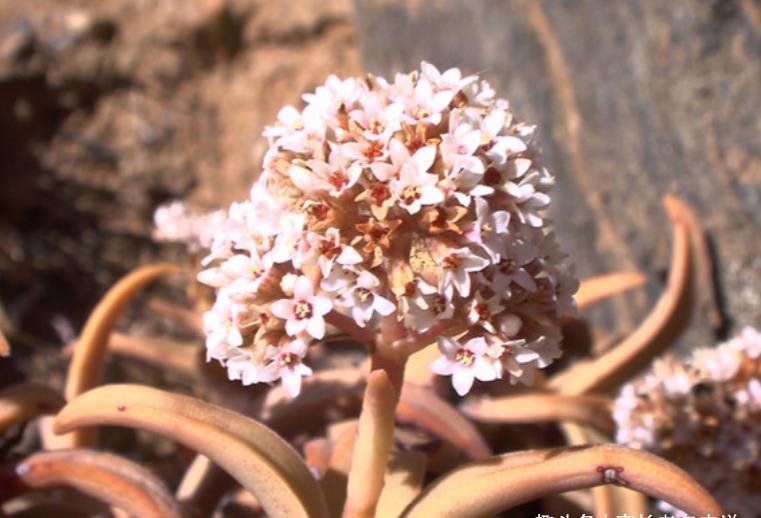 多肉赤鬼城开花怎么办?它开花并不会死,所以我们有多种选择