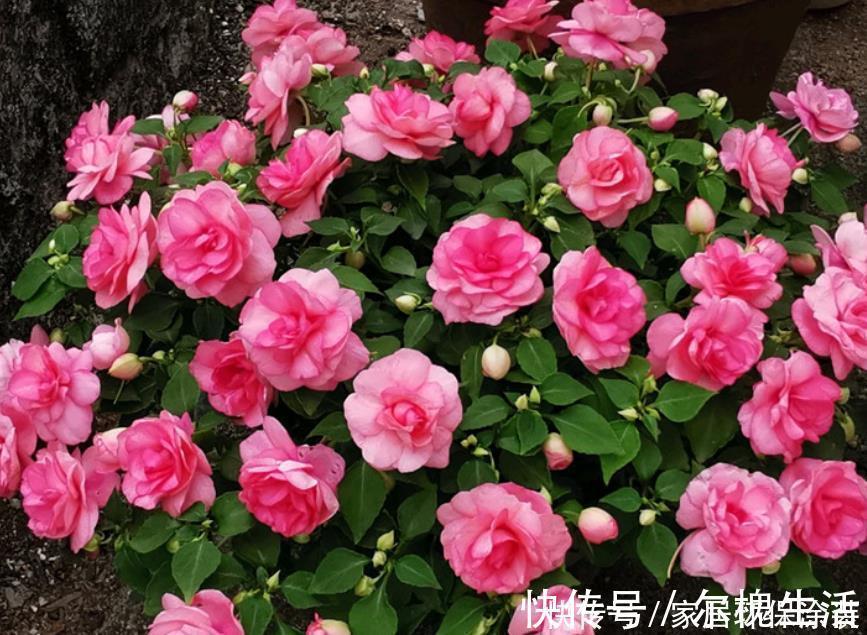 花香飘满屋|公认“最美”4种花，美不胜收，花香飘满屋，开花繁盛，很喜庆