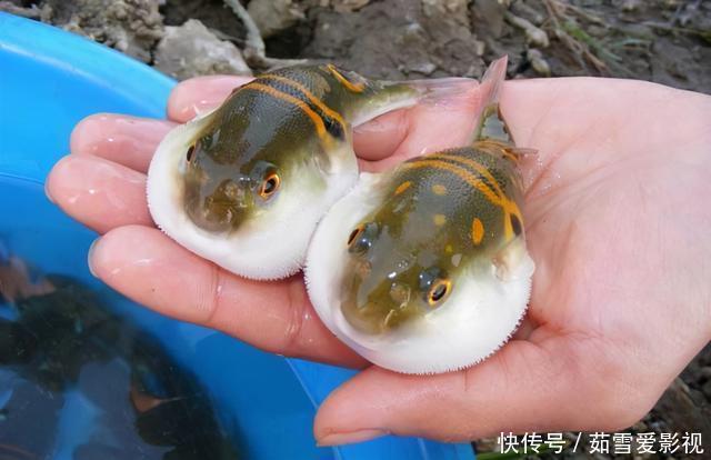 钓友|珠江出现大量河豚,半天能钓几十条,有胆大者想带回家吃,能行吗