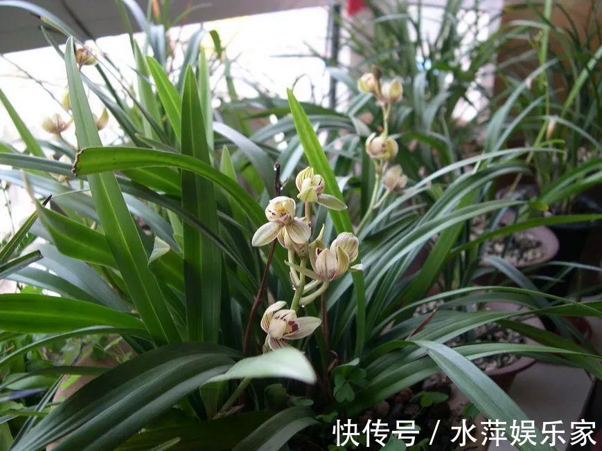 水仙瓣|8种兰花，最适合新手养，好活好开花关键还便宜！