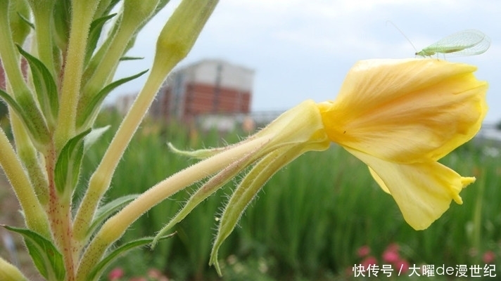 夜间|农村生长的这种野草,只在夜间开花,却有调节血液的功效