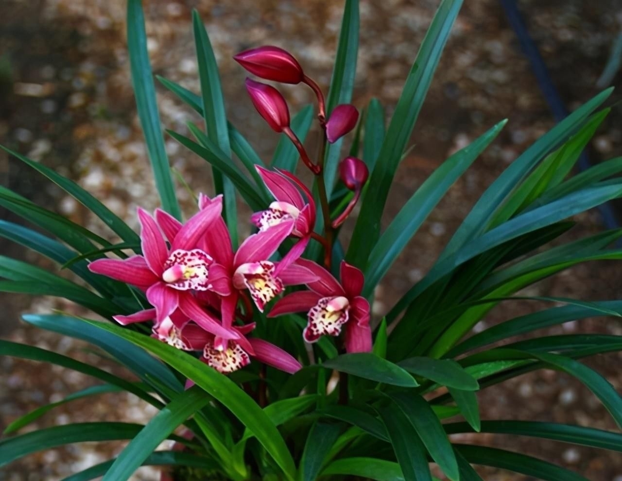 别养一季花了,此兰一年能开好几次,兰香浓郁,点亮你的阳台