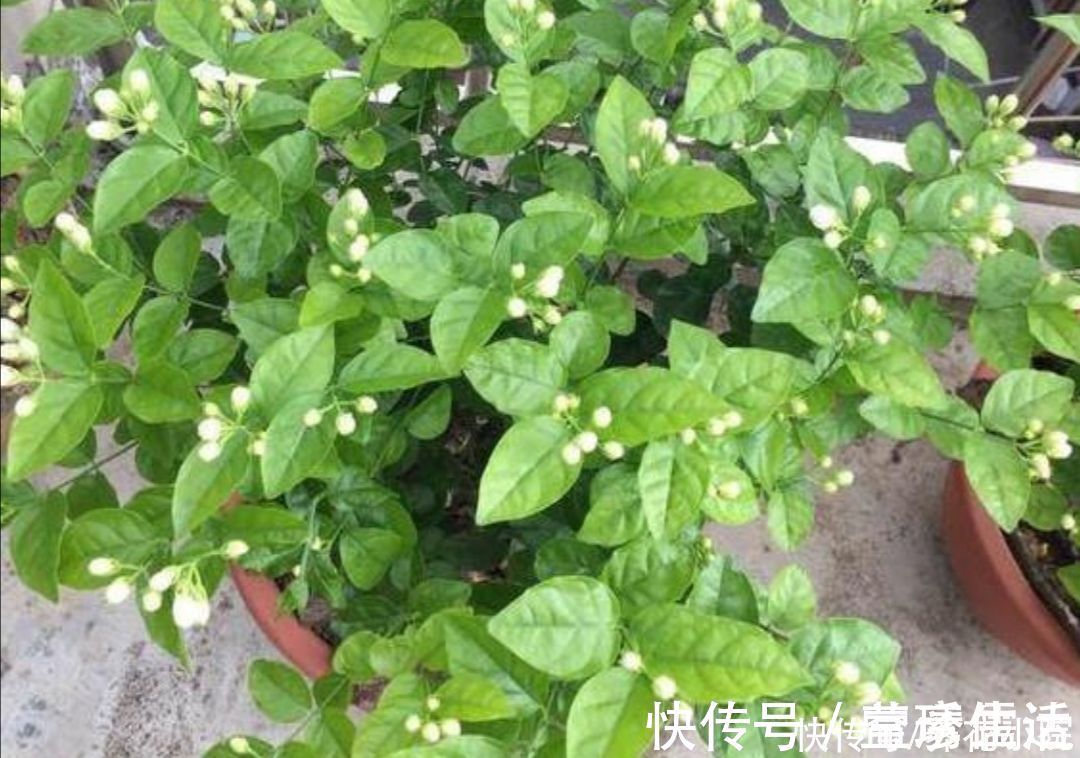 黄化病|3种喜酸性的花,容易出现黄叶子,要勤浇“酸水”