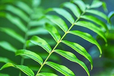 植物学|向植物敞开生命的风景——读臧棣诗集《诗歌植物学》