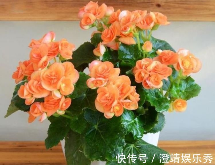 正月二十五,家里养上这4种花,开花红红火火,旺财又旺运!