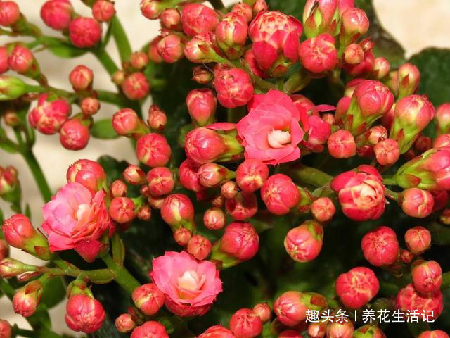 长寿花|提前为长寿花，“打下”来年开花基础，这“3点”要时刻做好