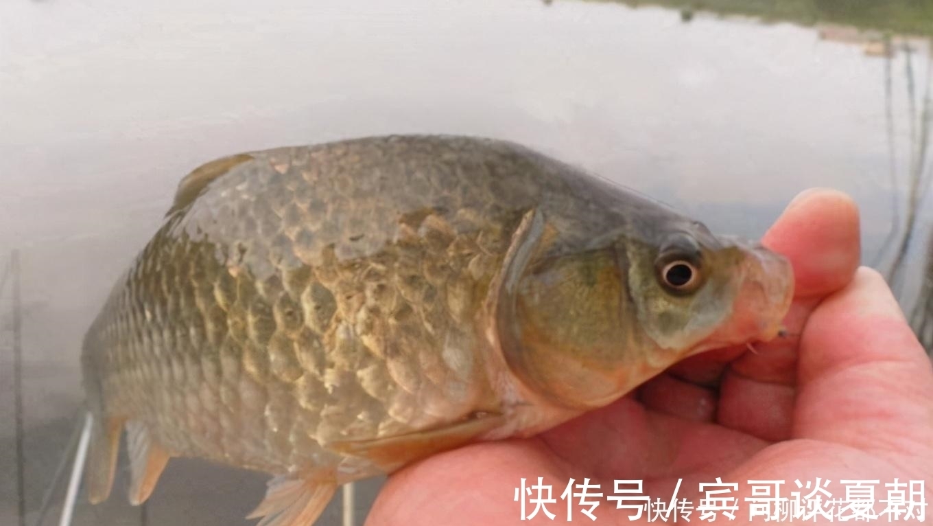 浮漂|鱼情不理想,我就只想用这3种调钓模式,莫不信,一般人我不说