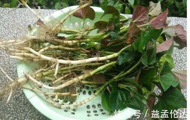 延缓衰老|人到中年想长寿,推荐常吃3种食物,改善体质,预防心血管病!