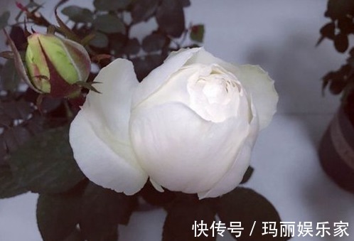 古董|喜欢菊花，不如养盆“玫瑰精品”白色圣诞，美丽动人，洁白无瑕