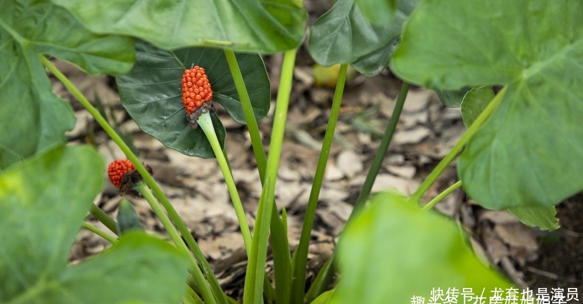 学会了这些养护上的事，养了20年的滴水观音，终于开花结果了