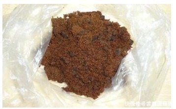 啤酒水|什么淘米水、啤酒水都不如“它”，君子兰蹭蹭长，花友赚大发了