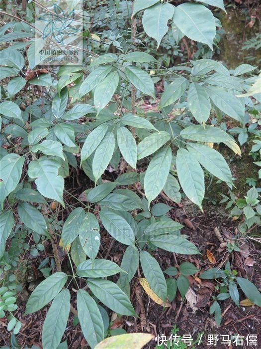 风湿骨痛|七加皮，见过吗？主治风湿骨痛、跌打扭伤、腰肌劳损