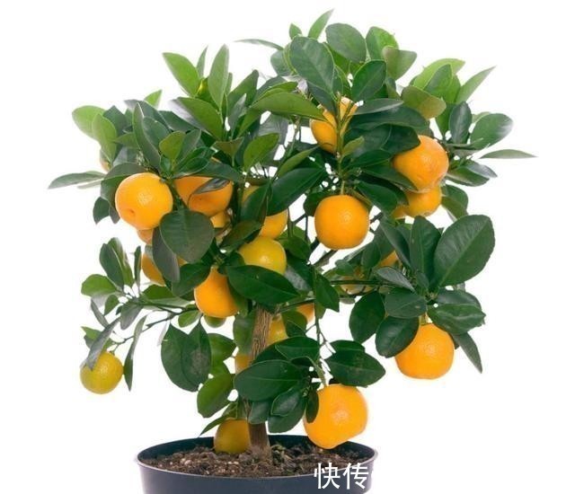 家里万万要养这几种植物,能给家里添财运招好运,难怪会住富裕