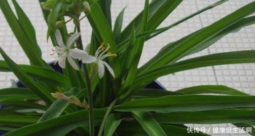 吊兰的培育方法好学吗非常简单一棵吊兰,一年就能分出很多盆!