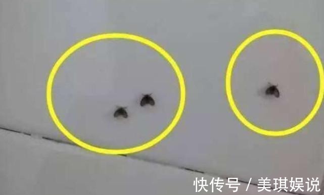妙招|卫生间潮湿，会有很多小飞虫，大家有什么妙招可以解决？