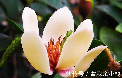 千秋|农历7月14日开始,养这几款植物,现在养着正合适,颜值超高超美