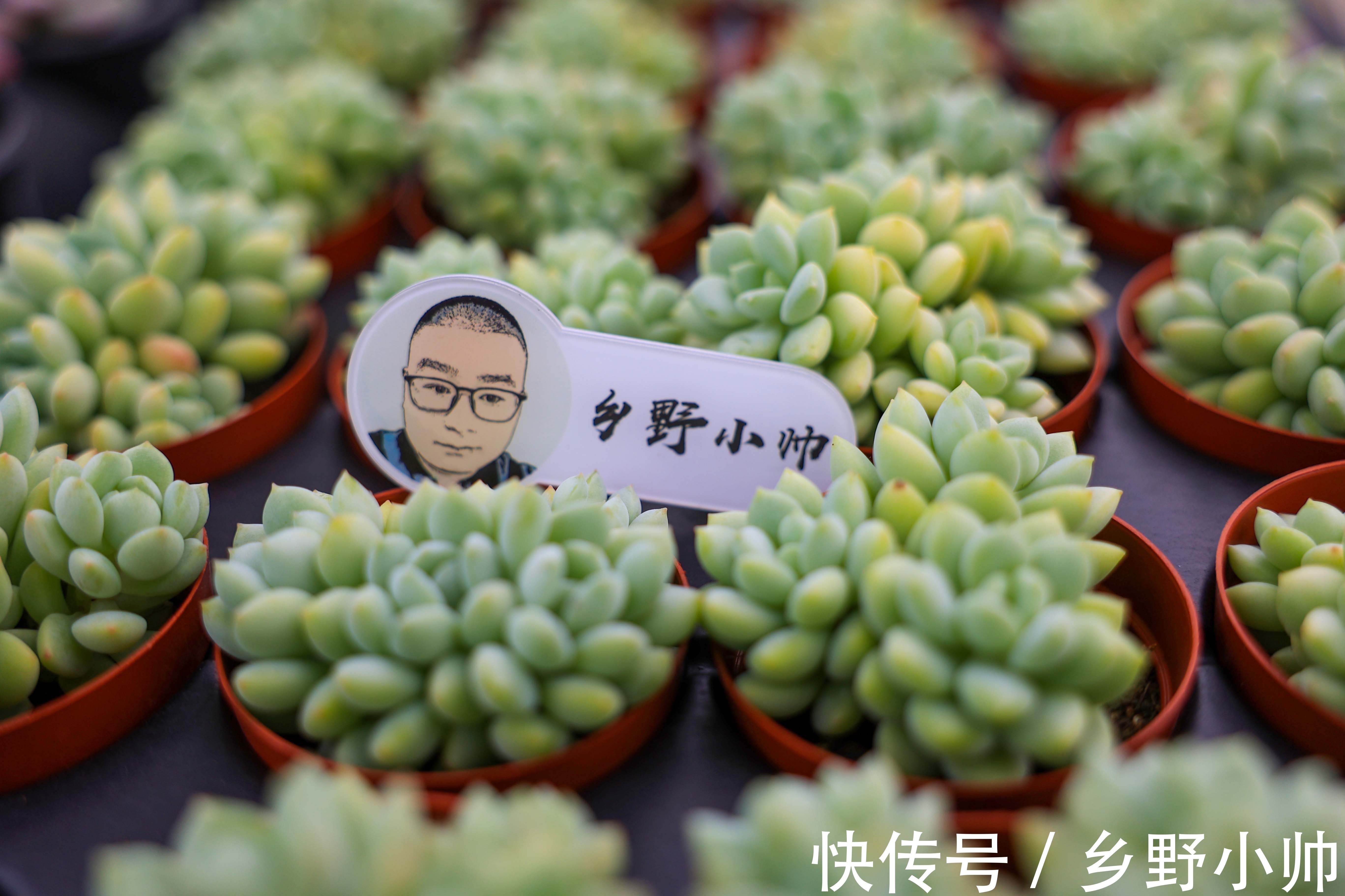 景天科|玉如意、赫拉,一看就贵气满满的多肉,皮实好养,好奇心满满