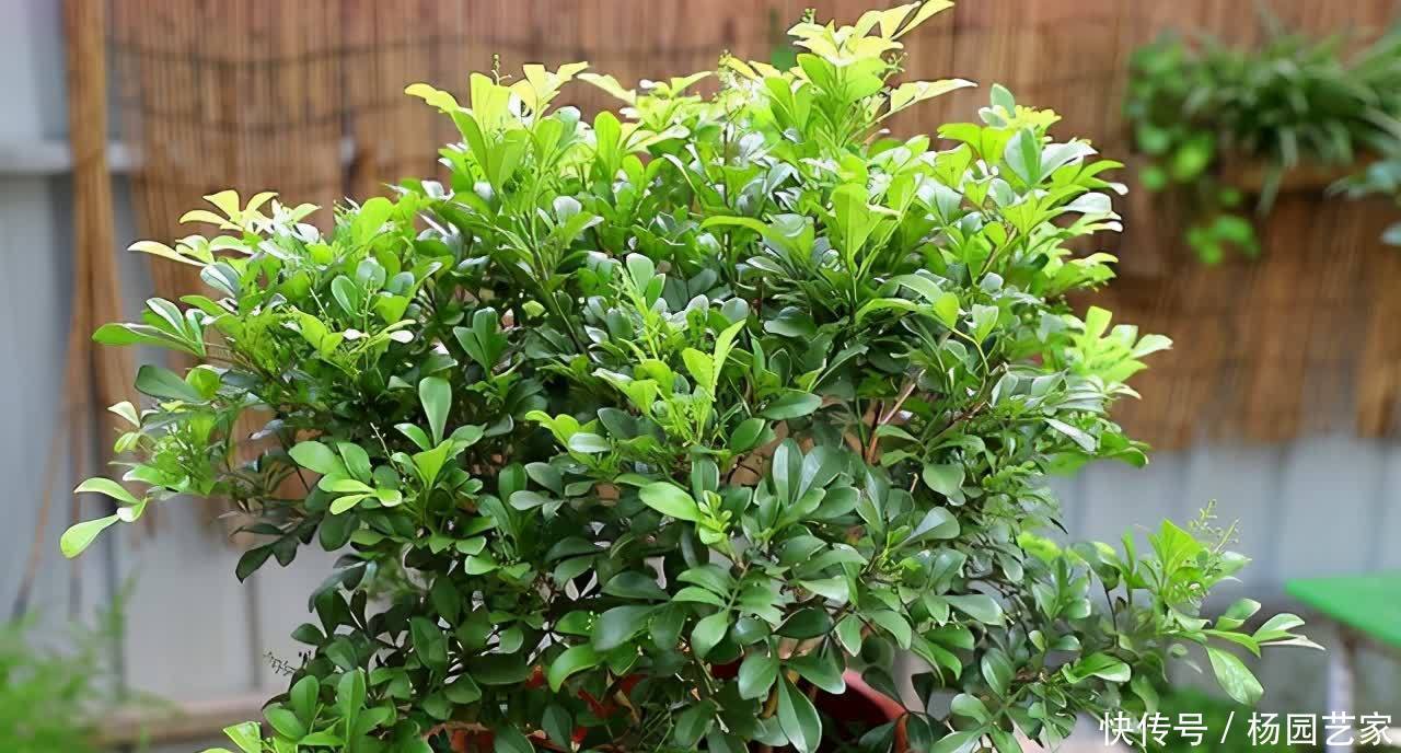 5种喜欢酸性土的花,酸性物质很关键,学一学