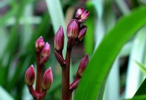  鲜艳|此兰花色“鲜艳至极”，芳香四溢，每年开花3次，是新手养兰首选