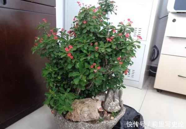 开一辆奔驰车,偷人家一盆虎刺梅,拘留所里呆7天,太丢人了