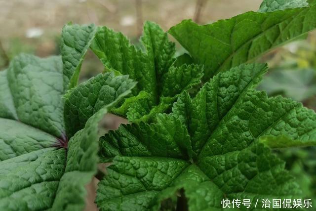 老年|一年采收7次，古代被稱為“百菜之主”，如今淪為野菜少有人吃