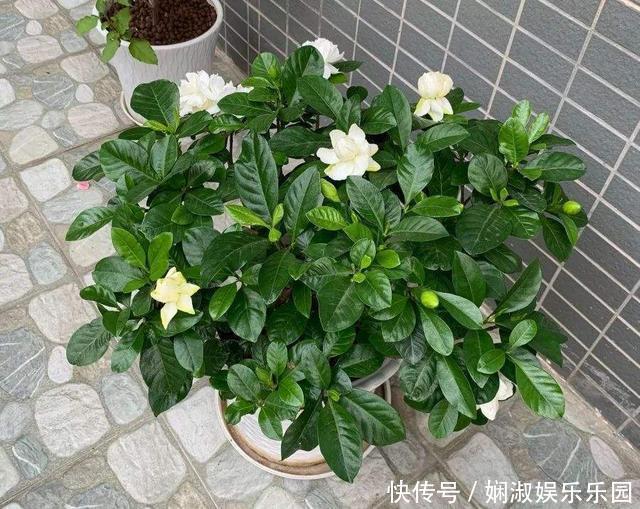 扦插月季、栀子花、三角梅,只用一个矿泉水瓶,插出满满大白根