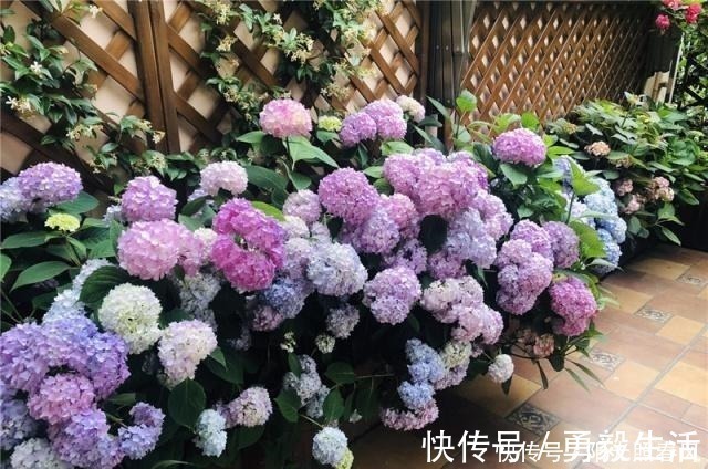 绣球花开花稀拉拉，一剪一补一遮，轻松爆成大花球！