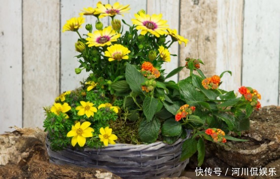 2月养花种草,面对着时冷时热的气候变化,园艺人该怎么做