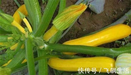 清肝明目|人到中年想长寿,3种蔬菜换着吃,清肝明目,滋补身体,好处多多