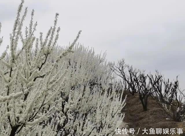 “云”赏花！镇宁李花樱花醉游客